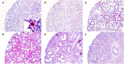 Porcine Parvovirus 2 Is Predominantly Associated With Macrophages in Porcine Respiratory Disease Complex